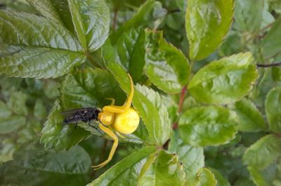 <i>Misumena vatia</i>