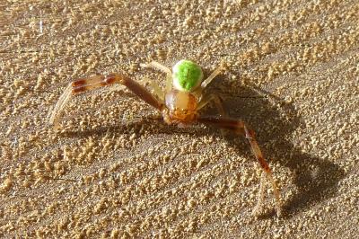 <i>Ebrechtella tricuspidata</i>