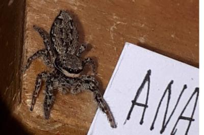 <i>Marpissa muscosa</i>