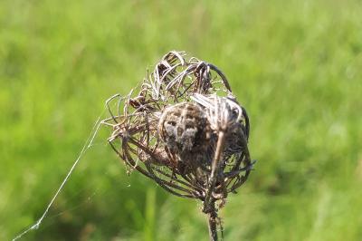 <i>Agalenatea redii</i>