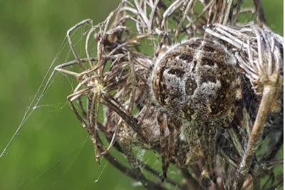 <i>Agalenatea redii</i>