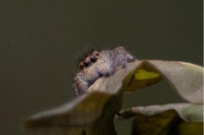 <i>Carrhotus xanthogramma</i>