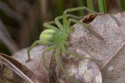<i>Micrommata virescens</i>