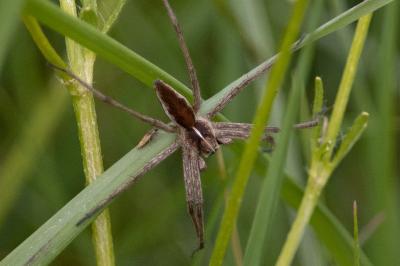 <i>Pisaura mirabilis</i>