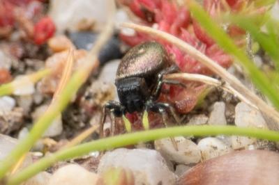 <i>Heliophanus cupreus</i>