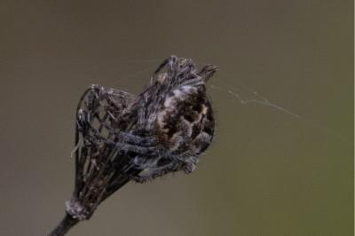 <i>Agalenatea redii</i>