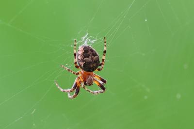 <i>Larinioides patagiatus</i>