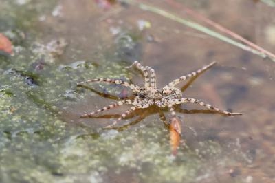 <i>Arctosa cinerea</i>