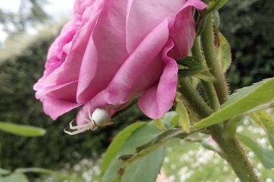 <i>Misumena vatia</i>