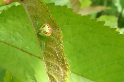 <i>Ebrechtella tricuspidata</i>