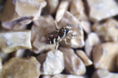 <i>Salticus scenicus</i>