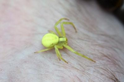 <i>Misumena vatia</i>