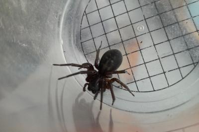 <i>Amaurobius ferox</i>