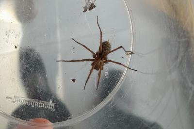 <i>Eratigena</i>