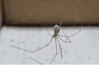 <i>Pholcus phalangioides</i>