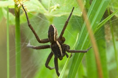 <i>Dolomedes fimbriatus</i>