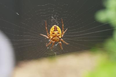 <i>Zilla diodia</i>