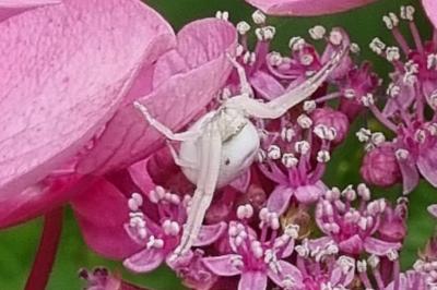 <i>Misumena vatia</i>