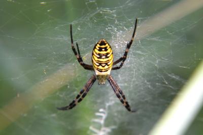 <i>Argiope bruennichi</i>
