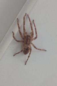 <i>Zoropsis spinimana</i>