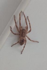 <i>Zoropsis spinimana</i>
