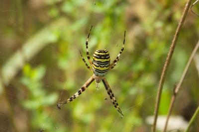 <i>Argiope bruennichi</i>