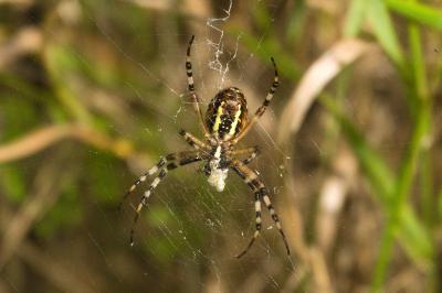 <i>Argiope bruennichi</i>