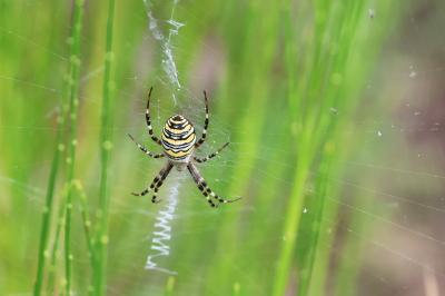 <i>Argiope bruennichi</i>
