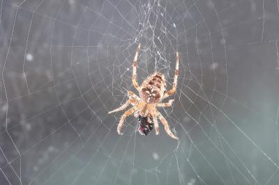 <i>Araneus diadematus</i>