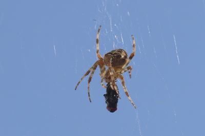 <i>Araneus diadematus</i>