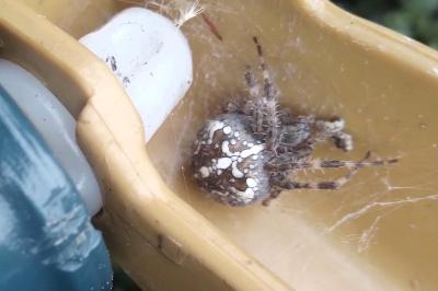 <i>Araneus diadematus</i>