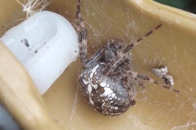 <i>Araneus diadematus</i>