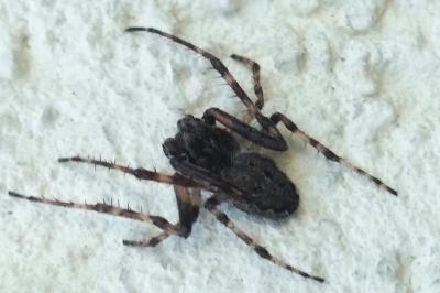 <i>Nuctenea umbratica</i>