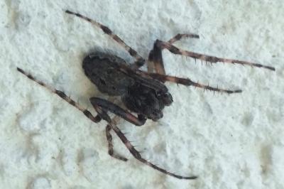 <i>Nuctenea umbratica</i>
