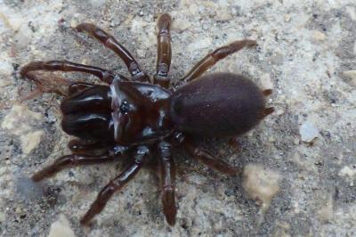 <i>Atypus</i>