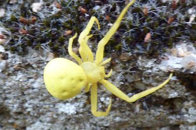 <i>Misumena vatia</i>