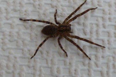 <i>Zoropsis spinimana</i>