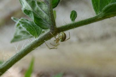 <i>Enoplognatha ovata</i>