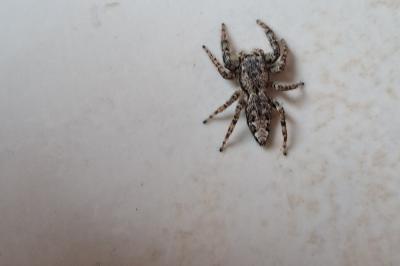 <i>Marpissa muscosa</i>