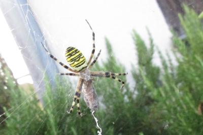 <i>Argiope bruennichi</i>