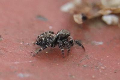 <i>Pseudeuophrys erratica</i>