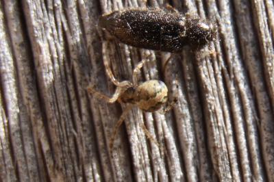 <i>Theridion</i>
