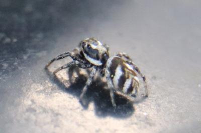 <i>Salticus scenicus</i>