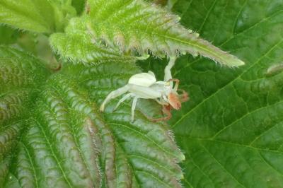 Misumena vatia