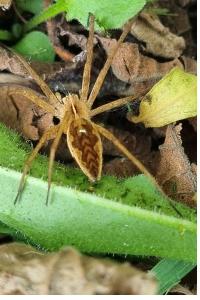 <i>Pisaura mirabilis</i>