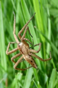 <i>Pisaura mirabilis</i>