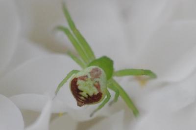 <i>Ebrechtella tricuspidata</i>