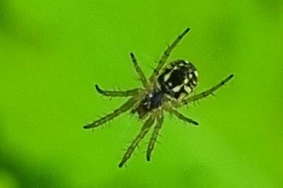 <i>Mangora acalypha</i>