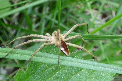 <i>Pisaura mirabilis</i>