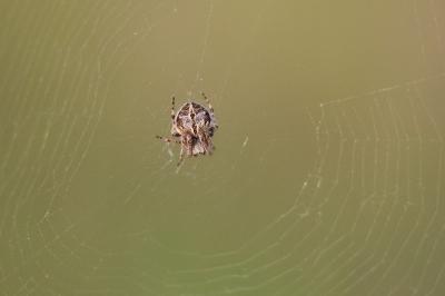 <i>Agalenatea redii</i>